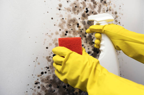 Best Industrial Mold Remediation in Buford, GA